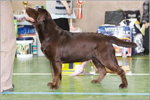 Litter "I" born 7.01.2008